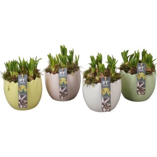 Narzis.Arr mix PTNP4500 Ostern T14 H018