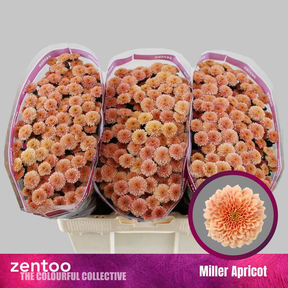 Santini apricot Miller Apricot 1200 Gramm 55cm