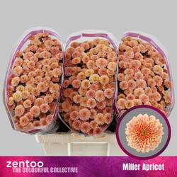 Santini apricot Miller Apricot 1200 Gramm 55cm
