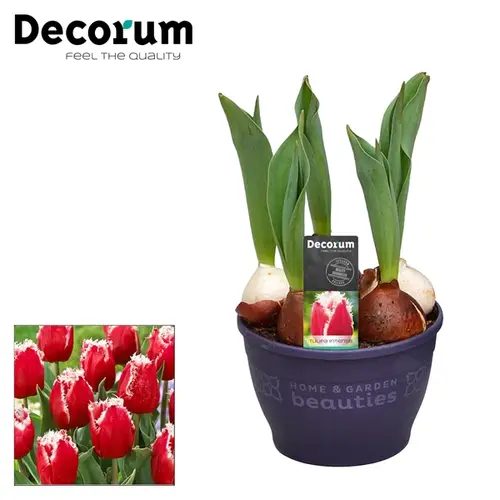 Tulpen Intense T12 H17