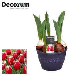 Tulpen Intense T12 H17