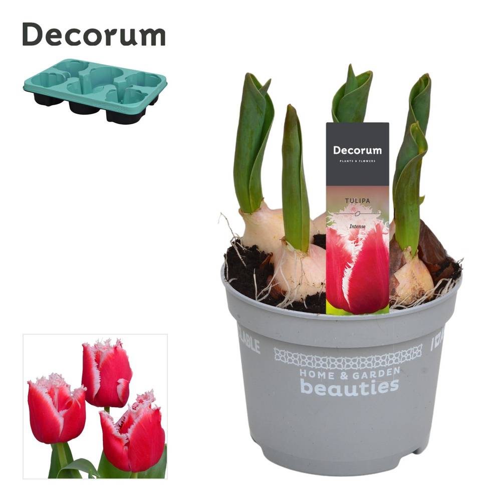Tulpen 5er rot Intense T12 H017