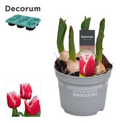 Tulpen 5er rot Intense T12 H017