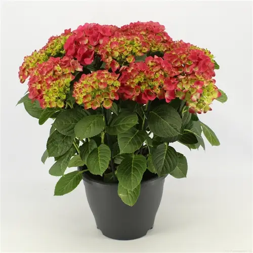 Hortensie rot Hi Fire 15+Bl. T23 H050