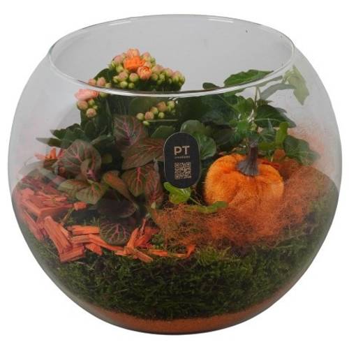 Kal.Arr PTHG8216 Herbst T19 H018