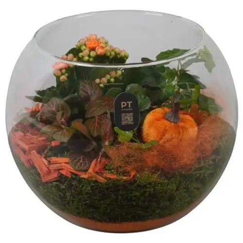 Kal.Arr PTHG8216 Herbst T19 H018