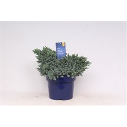 Juniperus Squamata Blue Star T23 H030