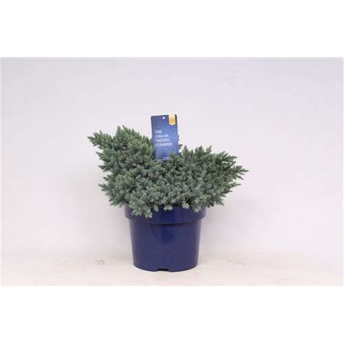 Juniperus Squamata Blue Star T23 H030
