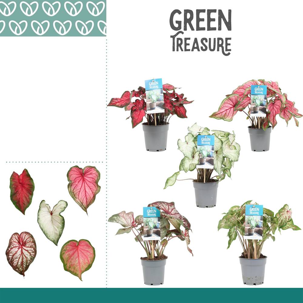 Caladium mix T12 H25