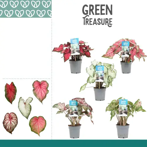 Caladium mix T12 H25
