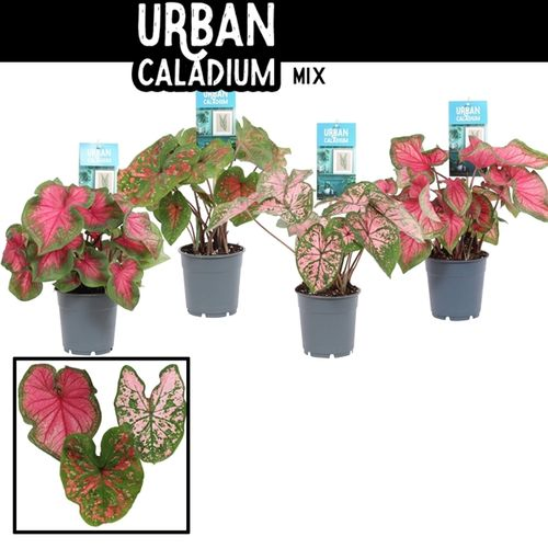 Caladium mix T12 H25