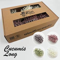 Seiden Wachs Cucumis mix lang