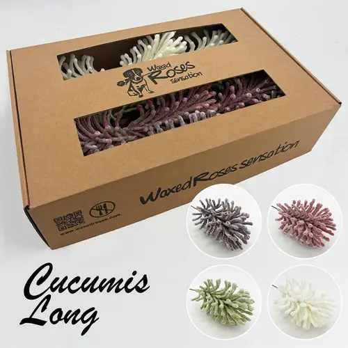 Seiden Wachs Cucumis mix lang