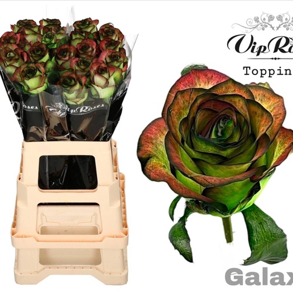Rose hell grün/braun Galaxy gefärbt 65cm