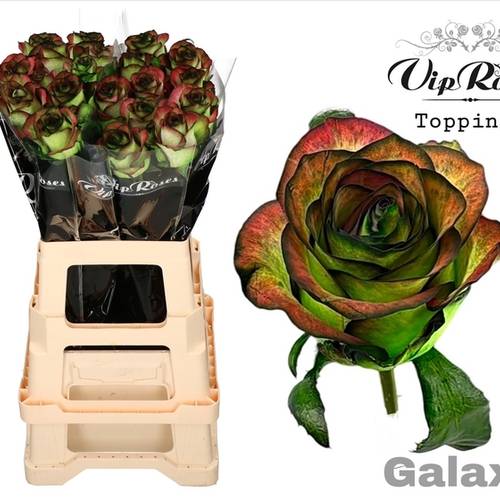 Rose hell grün/braun Galaxy gefärbt 65cm