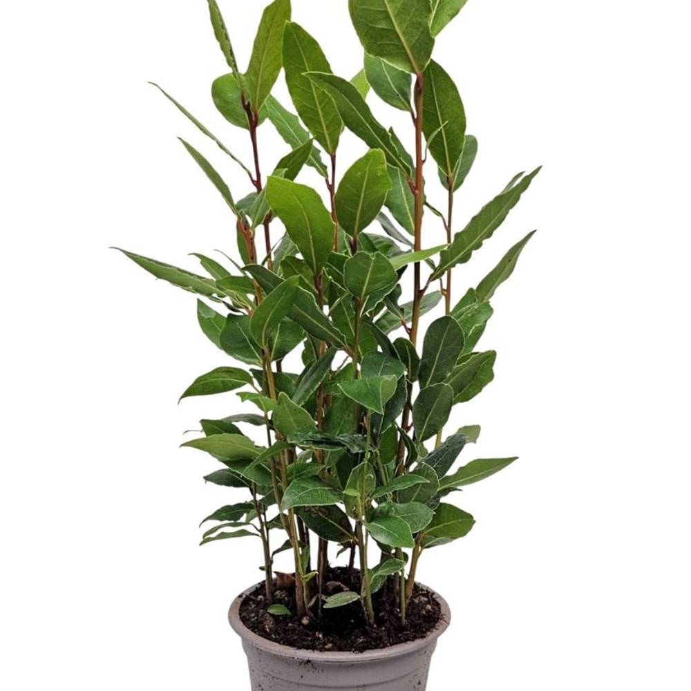 Laurus Nobilis Strauch T11 H034