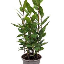 Laurus Nobilis Strauch T11 H034