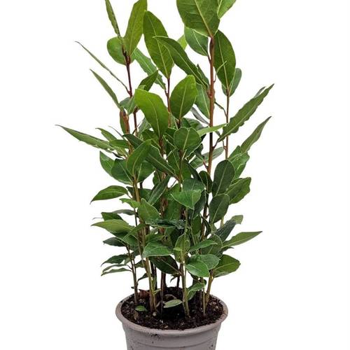 Laurus Nobilis Strauch T11 H034