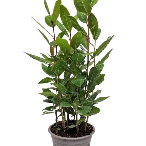 Laurus Nobilis Strauch T11 H034