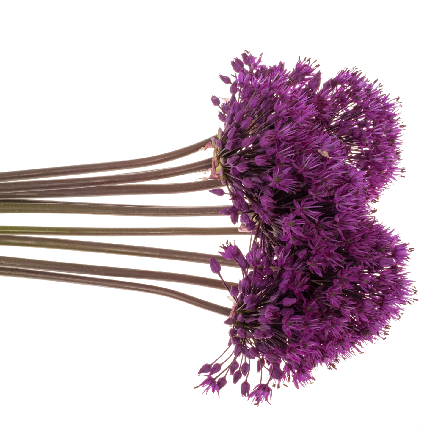 Allium lila Purple Sensation 70cm