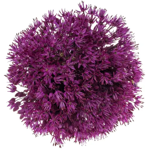 Allium lila Purple Sensation 70cm
