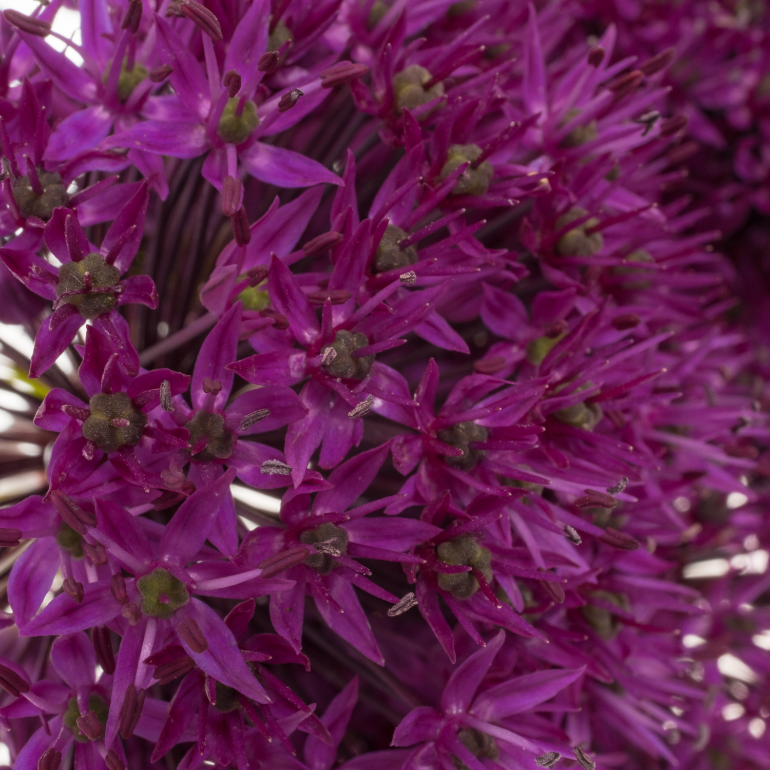 Allium lila Purple Sensation 70cm