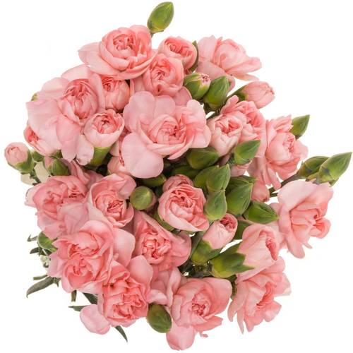 Spraynelke rosa Operetta 60cm X20