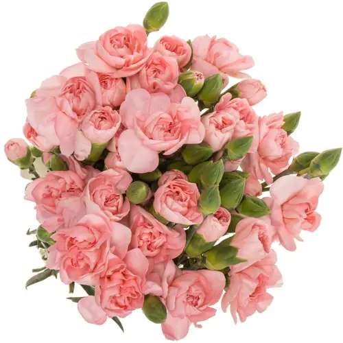 Spraynelke rosa Operetta 60cm X20