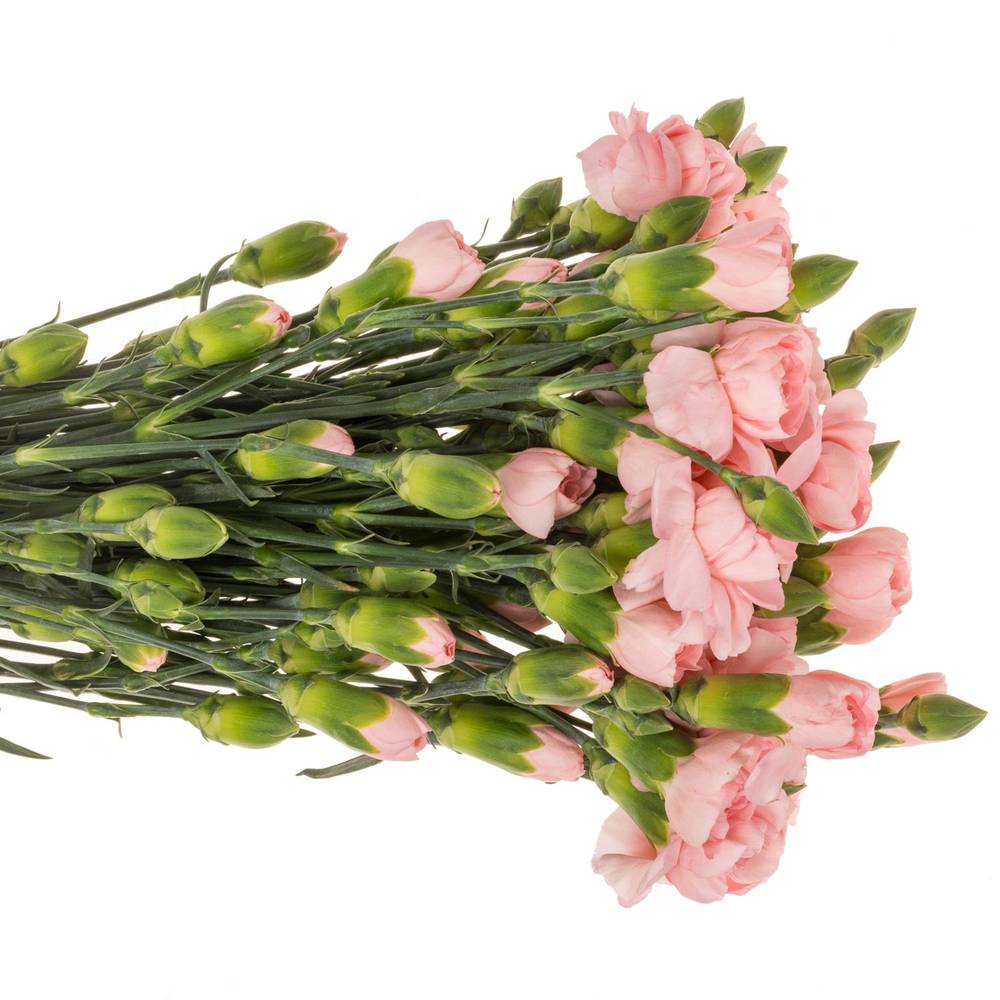 Spraynelke rosa Operetta 60cm X20