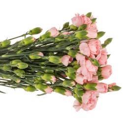 Spraynelke rosa Operetta 60cm X20