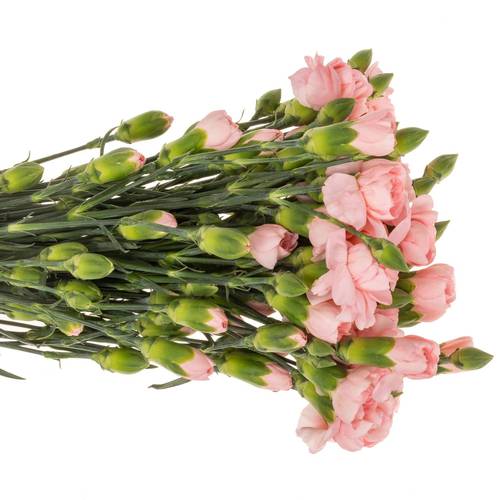 Spraynelke rosa Operetta 60cm X20