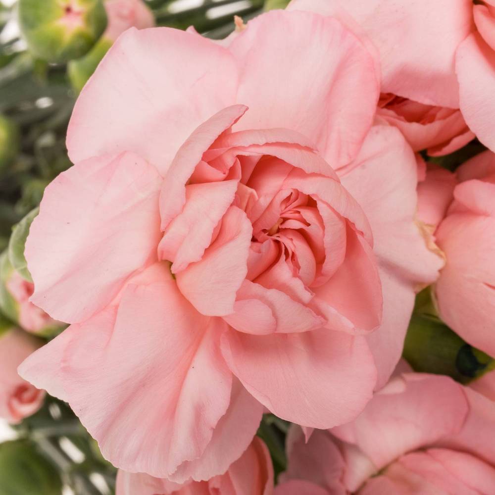 Spraynelke rosa Operetta 60cm X20