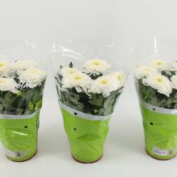 Chrysantheme Zembla weiss T15 H033