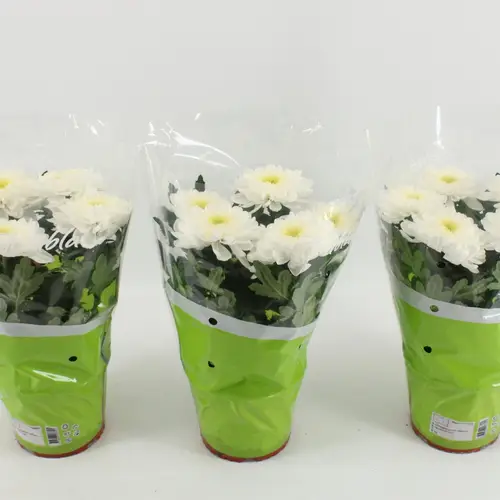 Chrysantheme Zembla weiss T15 H033