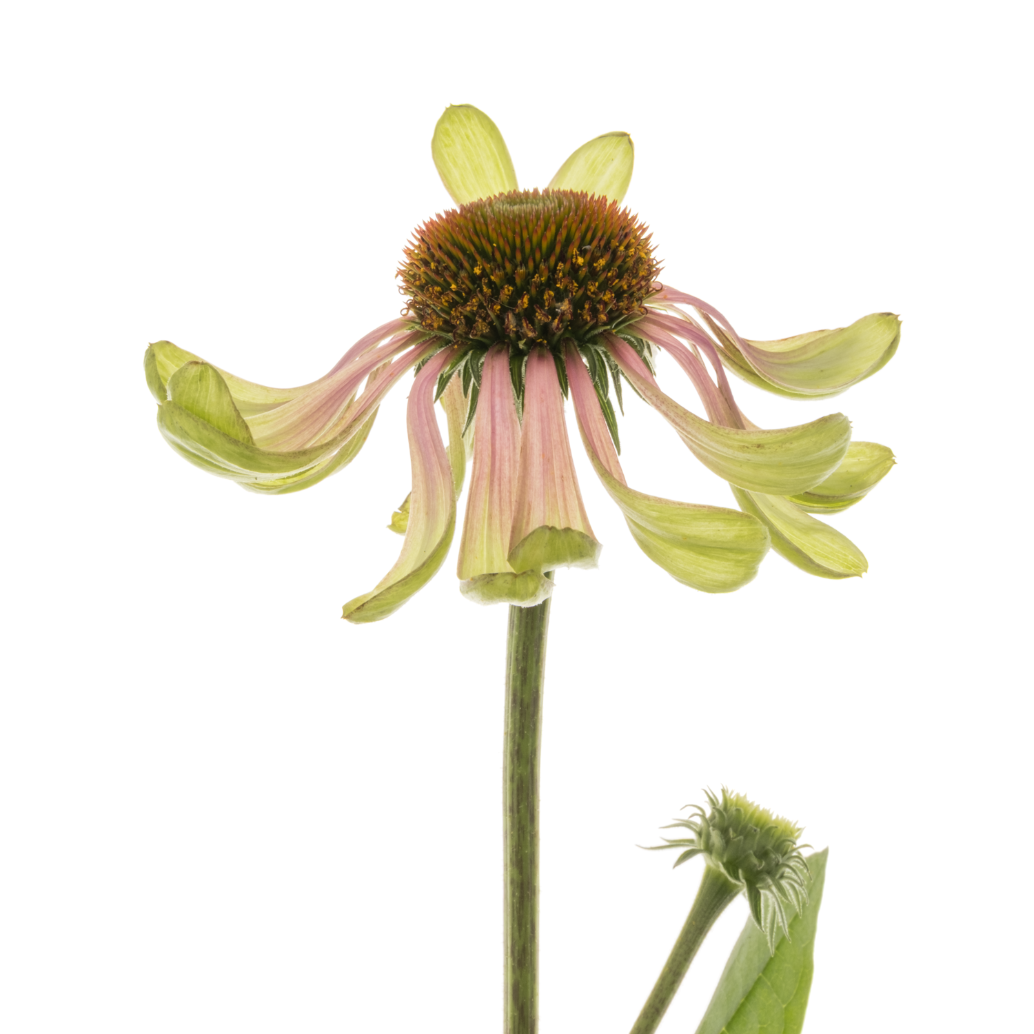 Rudbeccia rosa/hell grün Green Twister 70cm