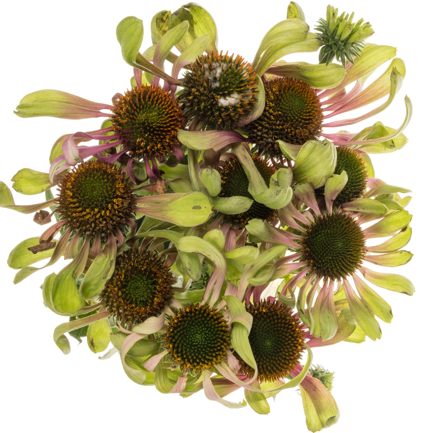 Rudbeccia rosa/hell grün Green Twister 70cm