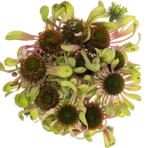 Rudbeccia rosa/hell grün Green Twister 70cm