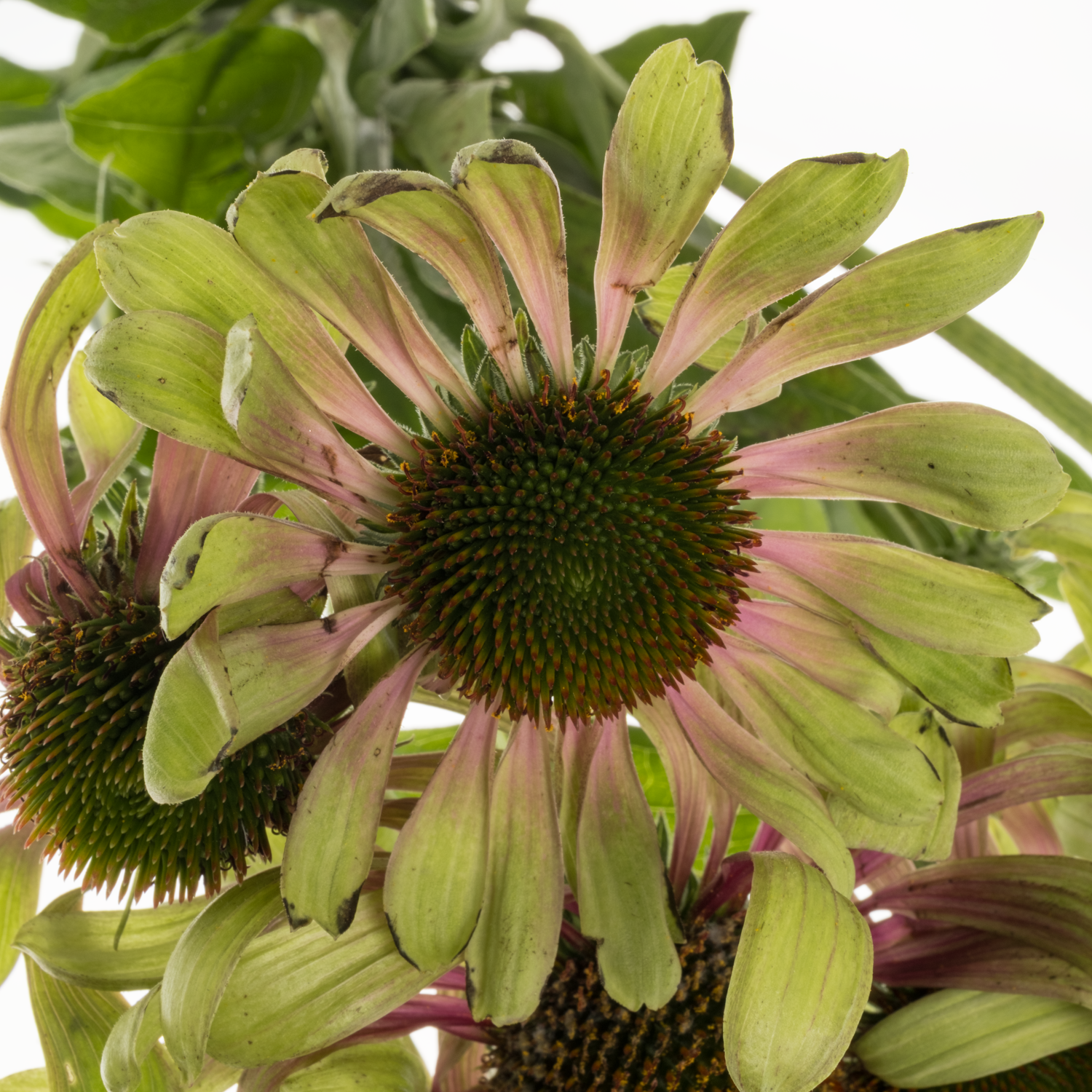 Rudbeccia rosa/hell grün Green Twister 70cm