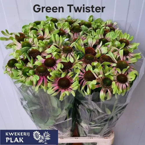 Rudbeccia rosa/hell grün Green Twister 70cm