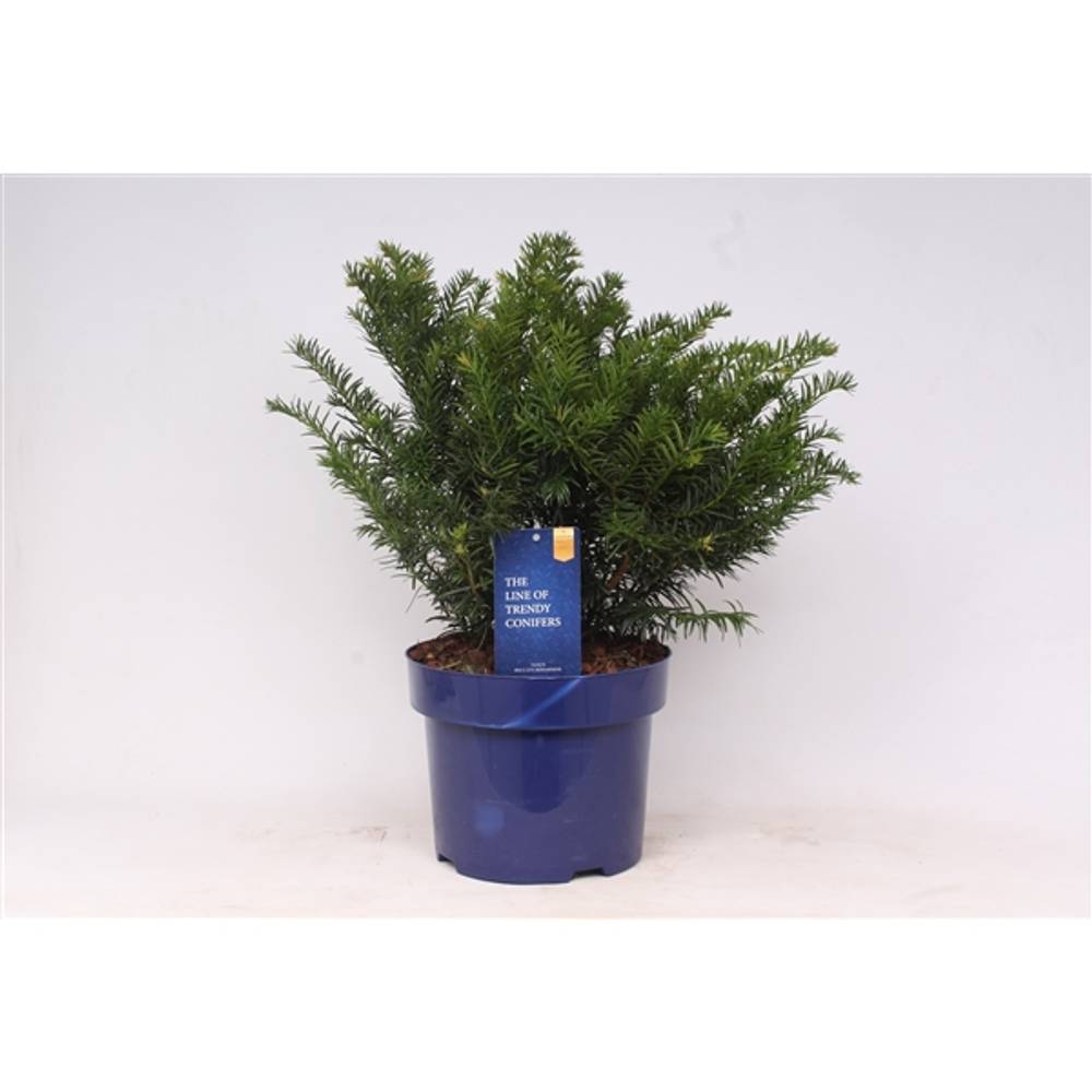 Taxus Repandens T23 H50