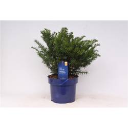 Taxus Repandens T23 H50