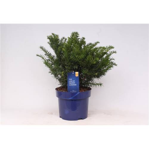 Taxus Repandens T23 H50