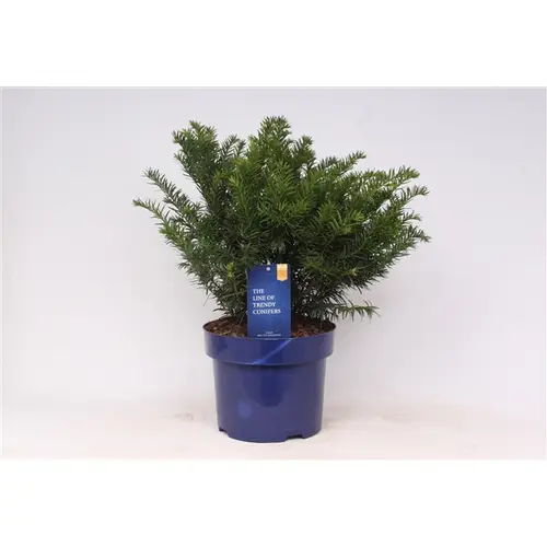 Taxus Repandens T23 H50