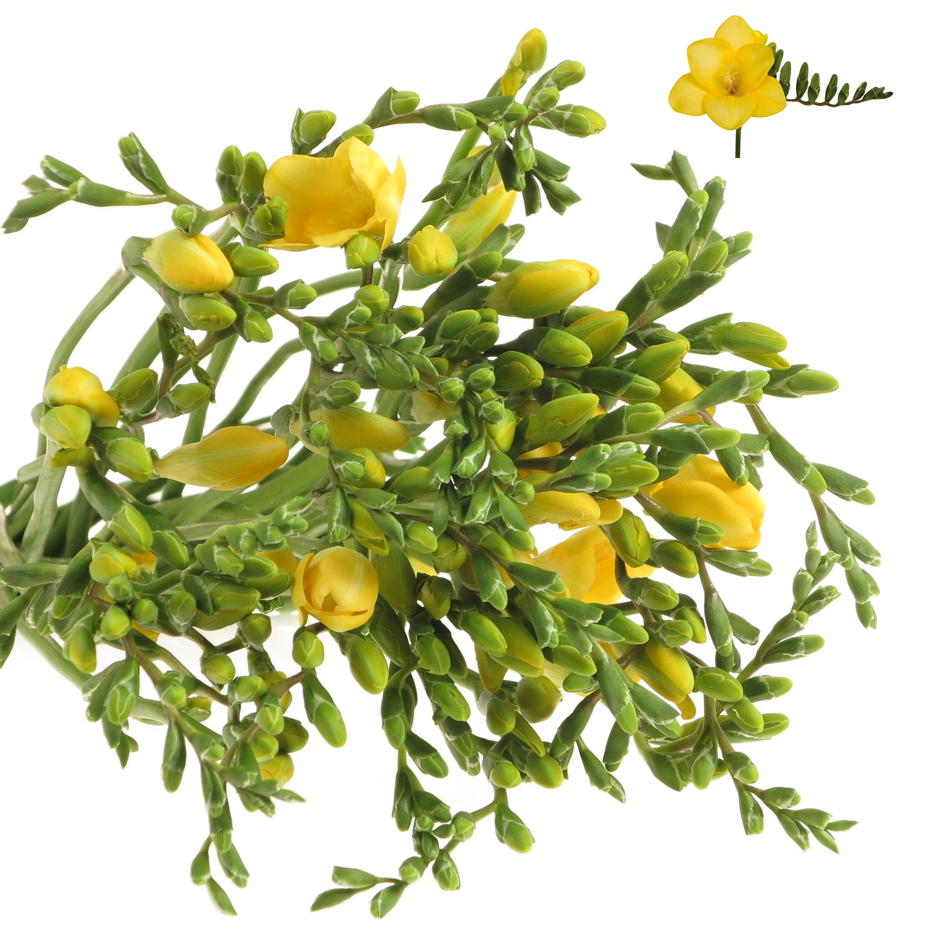 Freesie gelb River Gold 24 Gramm