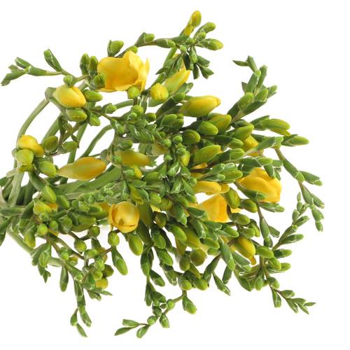 Freesie gelb River Gold 24 Gramm