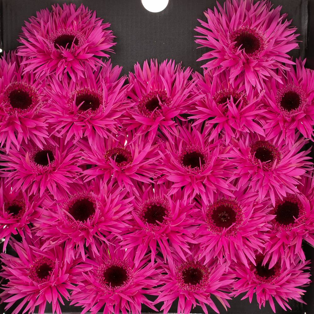 Germini fuchsia spin Punki Irma