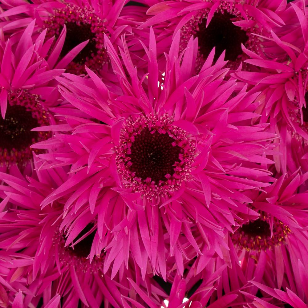Germini fuchsia spin Punki Irma