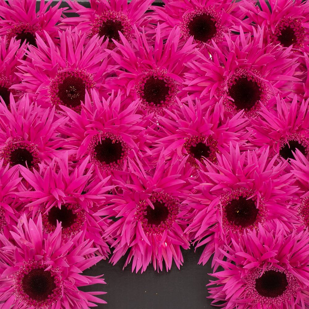 Germini fuchsia spin Punki Irma