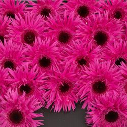 Germini fuchsia Punki Irma