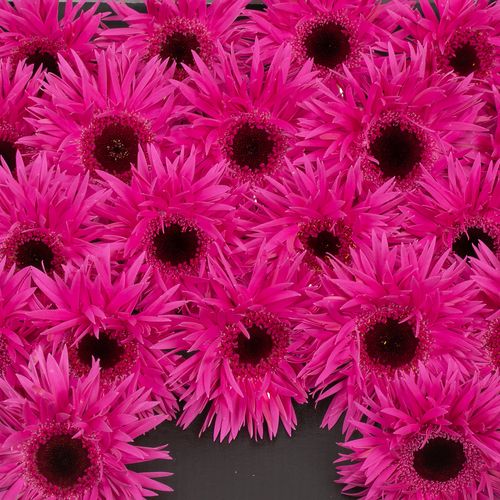 Germini fuchsia Punki Irma